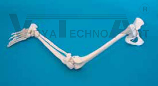 Demo Leg entire, Hemi-Pelvis